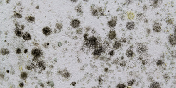 Pintar Fachadas y Patios de Luces de Comunidades Vecinos / Propietarios Calaceite · Pintura Antihumedad / Antimoho para Humedades / Moho